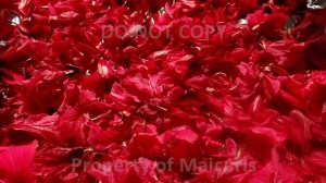 Fresh Hibiscus Petals from my garden